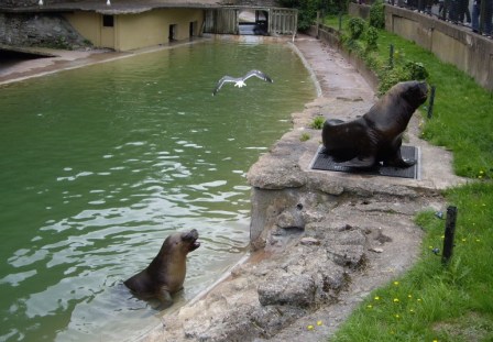 Sept 1 - Sea Lion Enclosure Dudley Zoo  © Antony N Britt
