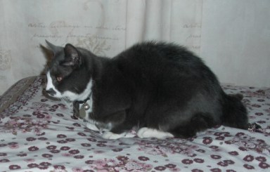 Sept 8 - Cat © Antony N Britt