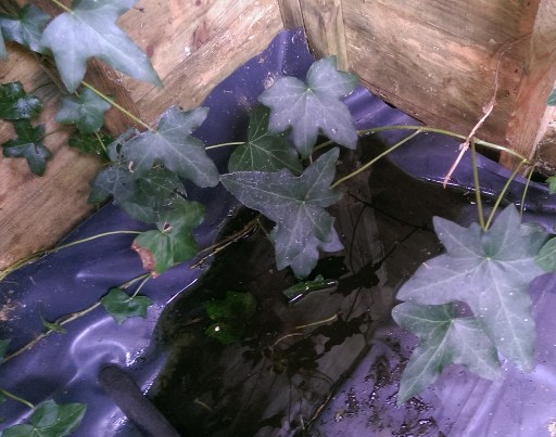 Nov 3 - Frog in the Shed © Antony N Britt (1024x806)